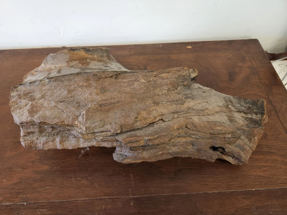 Large Heavy Driftwood for Decor and Craft Projects photo 4
